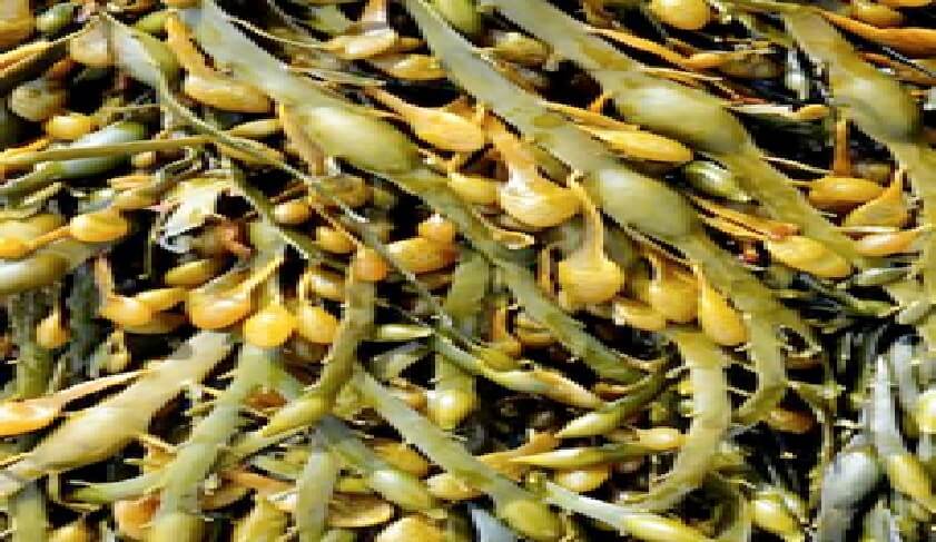 Uso De Extractos De Algas Ascophyllum Nodosum Como Bioestimulantes En 